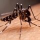 A Sombrinha Mortal Como Indaiatuba e Regi o Enfrentam a Epidemia de Dengue em 2025