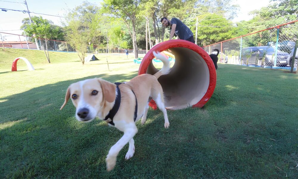 Campinas A Cidade Que Abra ou os Pets Descubra os 20 Espa os Para Seu Cachorro Brincar e Fazer Novos Amigos