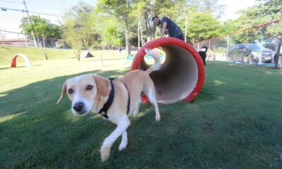 Campinas A Cidade Que Abra ou os Pets Descubra os 20 Espa os Para Seu Cachorro Brincar e Fazer Novos Amigos