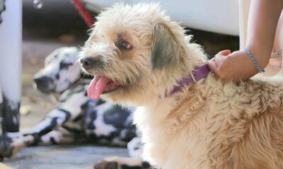 Castra o Gratuita de Animais A Revolu o Silenciosa na Sa de P blica de Campinas