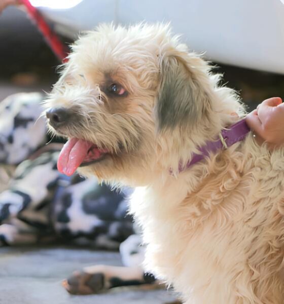 Castração Gratuita de Animais: A Revolução Silenciosa na Saúde Pública de Campinas 13 Castra o Gratuita de Animais A Revolu o Silenciosa na Sa de P blica de Campinas