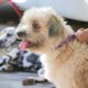 Castra o Gratuita de Animais A Revolu o Silenciosa na Sa de P blica de Campinas