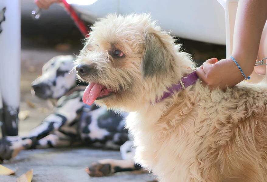 Castra o Gratuita de Animais A Revolu o Silenciosa na Sa de P blica de Campinas