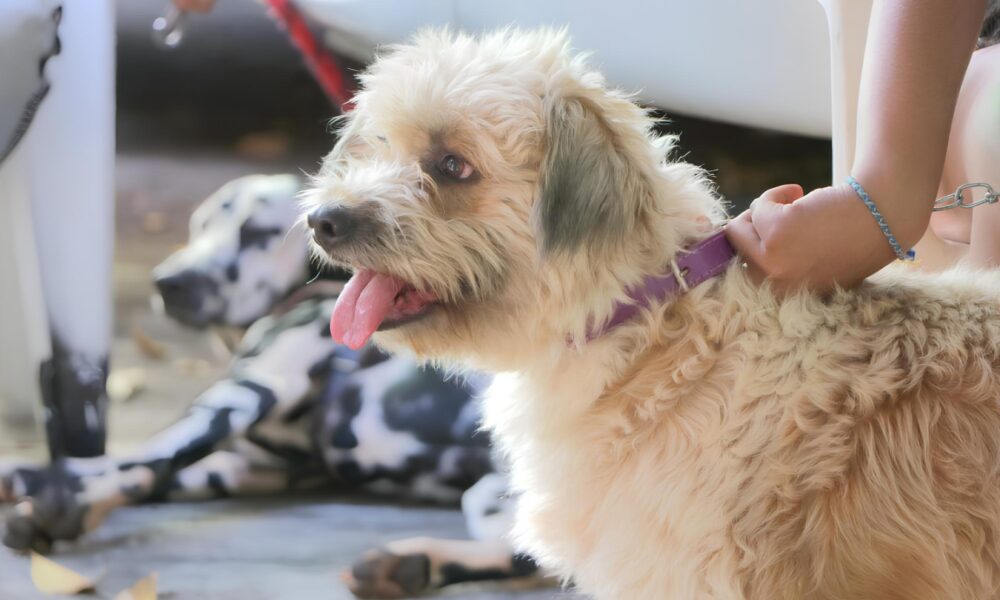 Castra o Gratuita em Campinas Uma Oportunidade nica para Proteger Seus Pets e Transformar a Comunidade