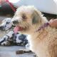 Castra o Gratuita em Campinas Uma Oportunidade nica para Proteger Seus Pets e Transformar a Comunidade