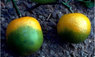 Descobrindo o Futuro dos Citros Como a Ci ncia Est Combateendo o Greening com Edi o G nica