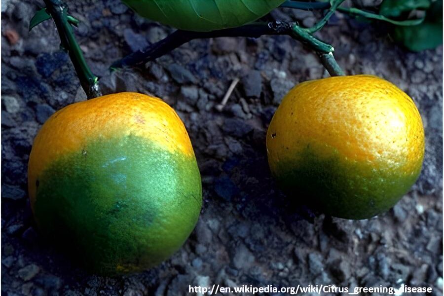 Descobrindo o Futuro dos Citros Como a Ci ncia Est Combateendo o Greening com Edi o G nica