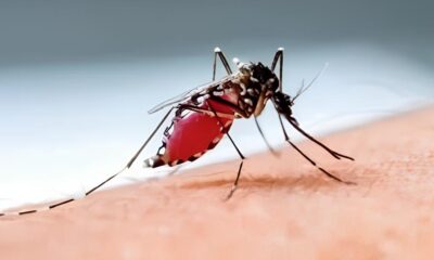 Indaiatuba A Sombra da Dengue em 2025 Como uma Cidade Luta Contra um Advers rio Invis vel