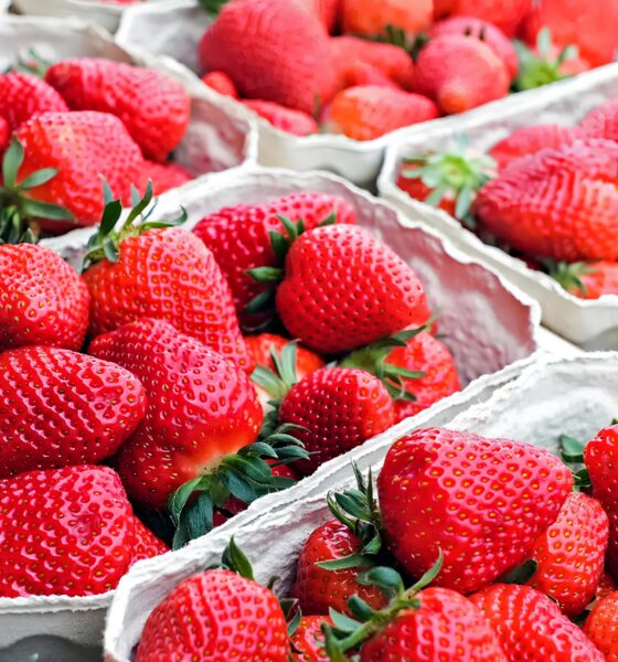 Morangos, Música e Magia: Como a 1ª Festa do Morango de Hortolândia Está Transformando o Conceito de Gastronomia 13 Morangos M sica e Magia Como a 1 Festa do Morango de Hortol ndia Est Transformando o Conceito de Gastronomia