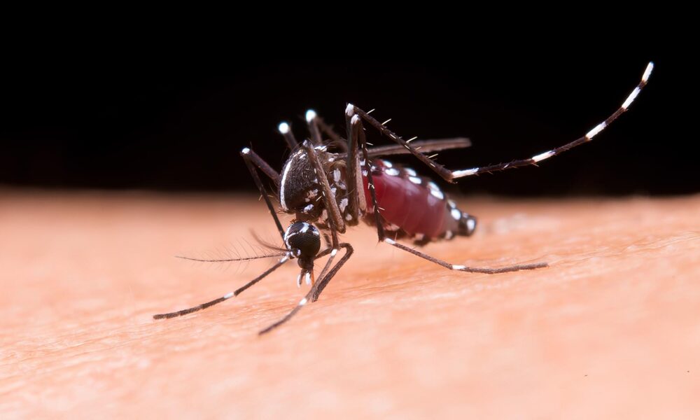 O Avan o Silencioso da Dengue Como Americana e a Regi o de Campinas Enfrentam a Epidemia que J Matou 69 Pessoas em 2025