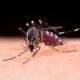 O Avan o Silencioso da Dengue Como Americana e a Regi o de Campinas Enfrentam a Epidemia que J Matou 69 Pessoas em 2025