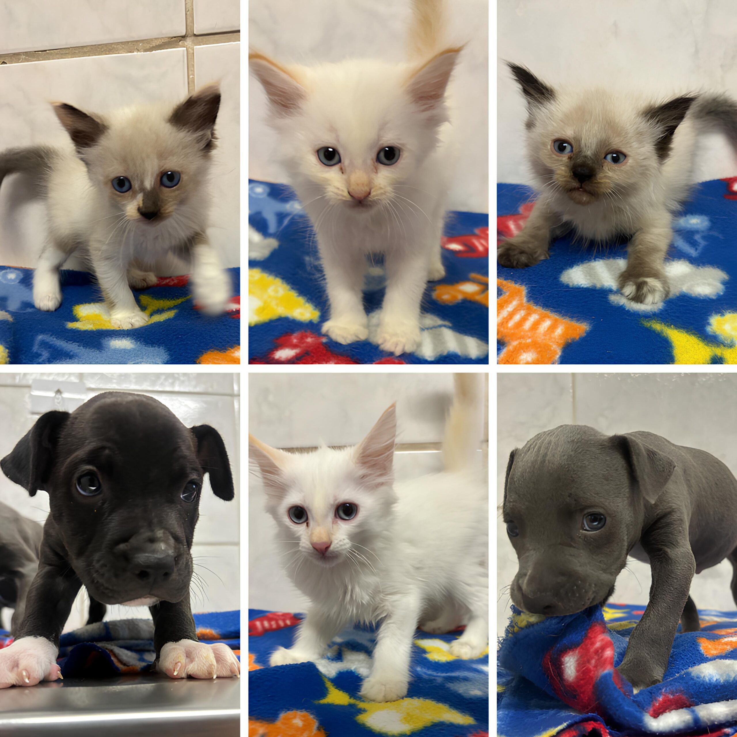 O Dia em Que Seis Vidas Encontraram um Novo Lar: Adote um Pet e Transforme o Mundo com Quatro Patas 12 O Dia em Que Seis Vidas Encontraram um Novo Lar Adote um Pet e Transforme o Mundo com Quatro Patas scaled