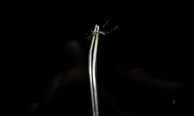 O Som do Sil ncio Como a Dengue Est Transformando Cidades em Espa os de Luto