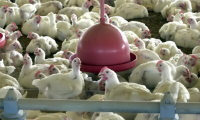 A Intimidade Sob Escrut nio O Caso da Globoaves e os Banhos Supervisionados que Dividiram Opini es