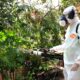 Como Hortol ndia Est Combatendo o Aedes aegypti com Armadilhas Inovadoras Uma Estrat gia que Promete Mudar o Jogo