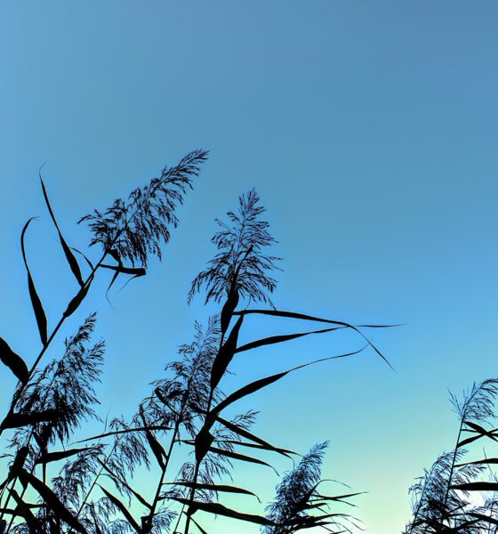 Como Hortolândia Vai Encantar os Moradores Com um Dia de Sol e Céu Azul: A Previsão do Tempo Que Promete Transformar Sua Rotina 13 Como Hortol ndia Vai Encantar os Moradores Com um Dia de Sol e C u Azul A Previs o do Tempo Que Promete Transformar Sua Rotina