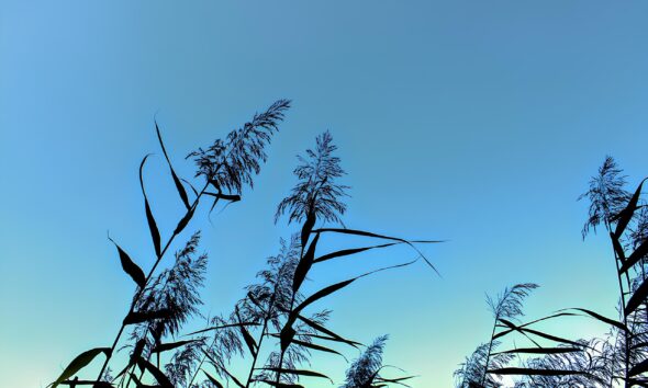Como Hortol ndia Vai Encantar os Moradores Com um Dia de Sol e C u Azul A Previs o do Tempo Que Promete Transformar Sua Rotina