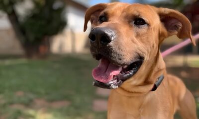 Encontrando Amor em Quatro Patas Como uma Feira de Ado o em Campinas Pode Mudar Sua Vida