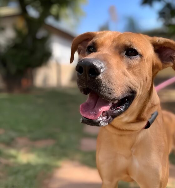 Encontrando Amor em Quatro Patas: Como uma Feira de Adoção em Campinas Pode Mudar Sua Vida 13 Encontrando Amor em Quatro Patas Como uma Feira de Ado o em Campinas Pode Mudar Sua Vida