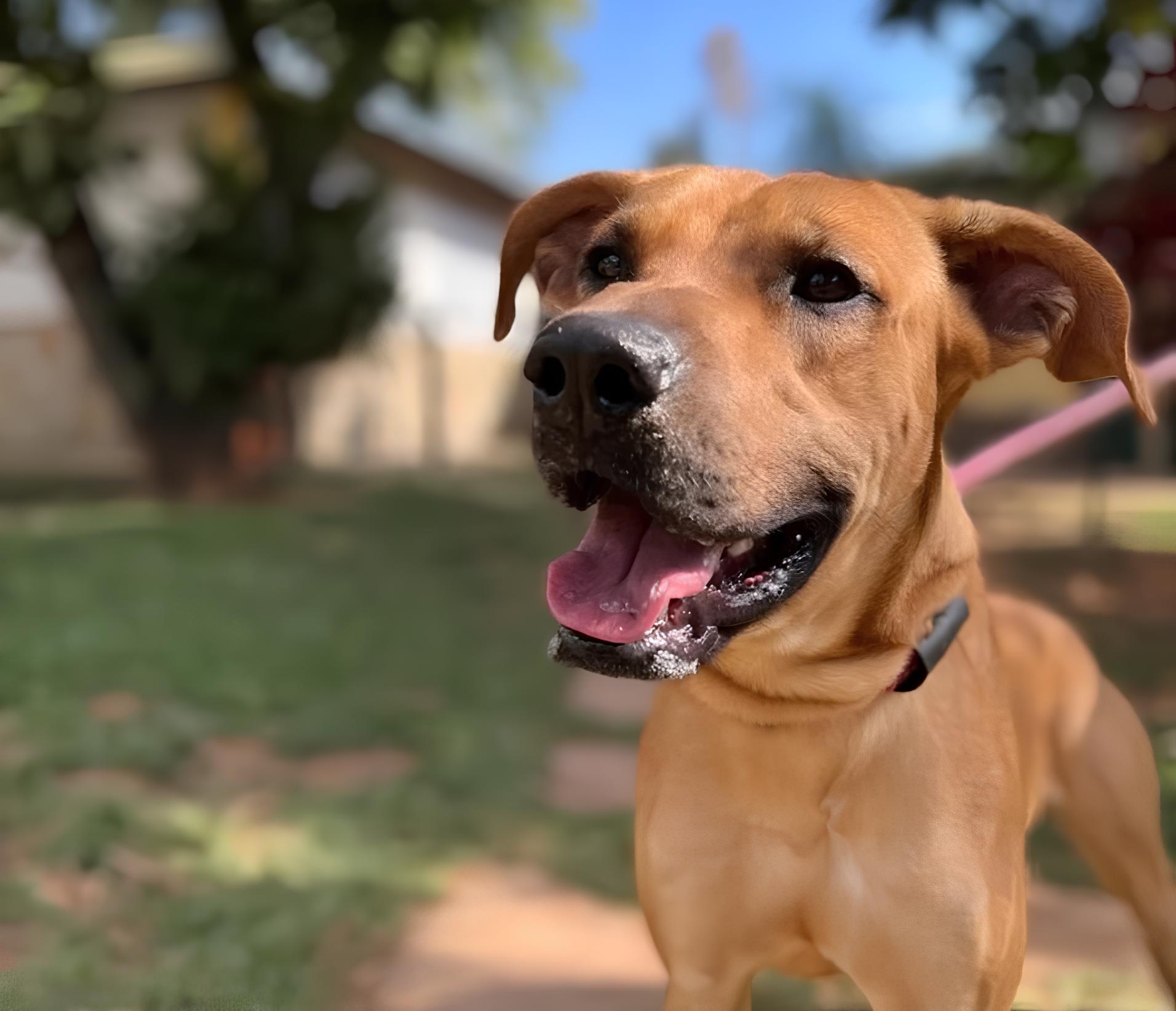 Encontrando Amor em Quatro Patas: Como uma Feira de Adoção em Campinas Pode Mudar Sua Vida 12 Encontrando Amor em Quatro Patas Como uma Feira de Ado o em Campinas Pode Mudar Sua Vida