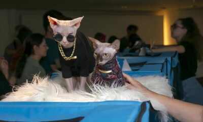Gato Pelado e Felino Gigante Shopping Recebe Exposi o de Ra as Ex ticas que Promete Encantar Pessoas de Todas as Idades