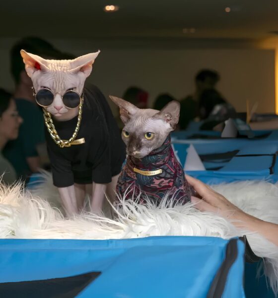 Gato Pelado e Felino Gigante? Shopping Recebe Exposição de Raças Exóticas que Promete Encantar Pessoas de Todas as Idades 13 Gato Pelado e Felino Gigante Shopping Recebe Exposi o de Ra as Ex ticas que Promete Encantar Pessoas de Todas as Idades