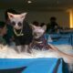Gato Pelado e Felino Gigante Shopping Recebe Exposi o de Ra as Ex ticas que Promete Encantar Pessoas de Todas as Idades