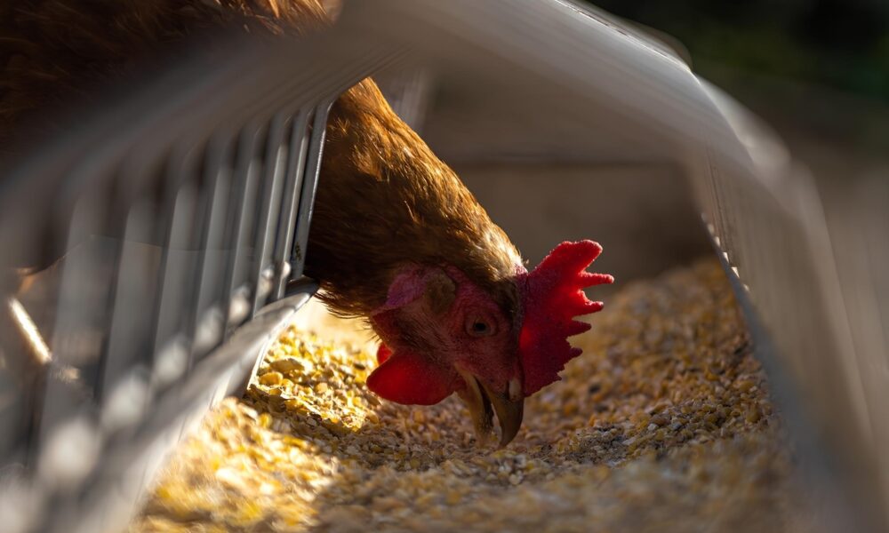 Granja da Regi o Condenada por Pr tica Absurda Justi a Revela Caso de Banhos Supervisionados em Empresas do Agroneg cio