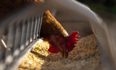 Granja da Regi o Condenada por Pr tica Absurda Justi a Revela Caso de Banhos Supervisionados em Empresas do Agroneg cio