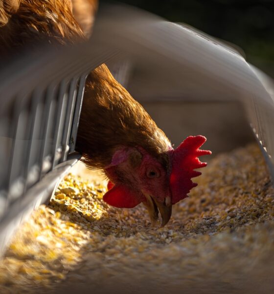 Granja da Região é Condenada por Prática Absurda: Justiça Revela Caso de Banhos Supervisionados em Empresas do Agronegócio 13 Granja da Regi o Condenada por Pr tica Absurda Justi a Revela Caso de Banhos Supervisionados em Empresas do Agroneg cio