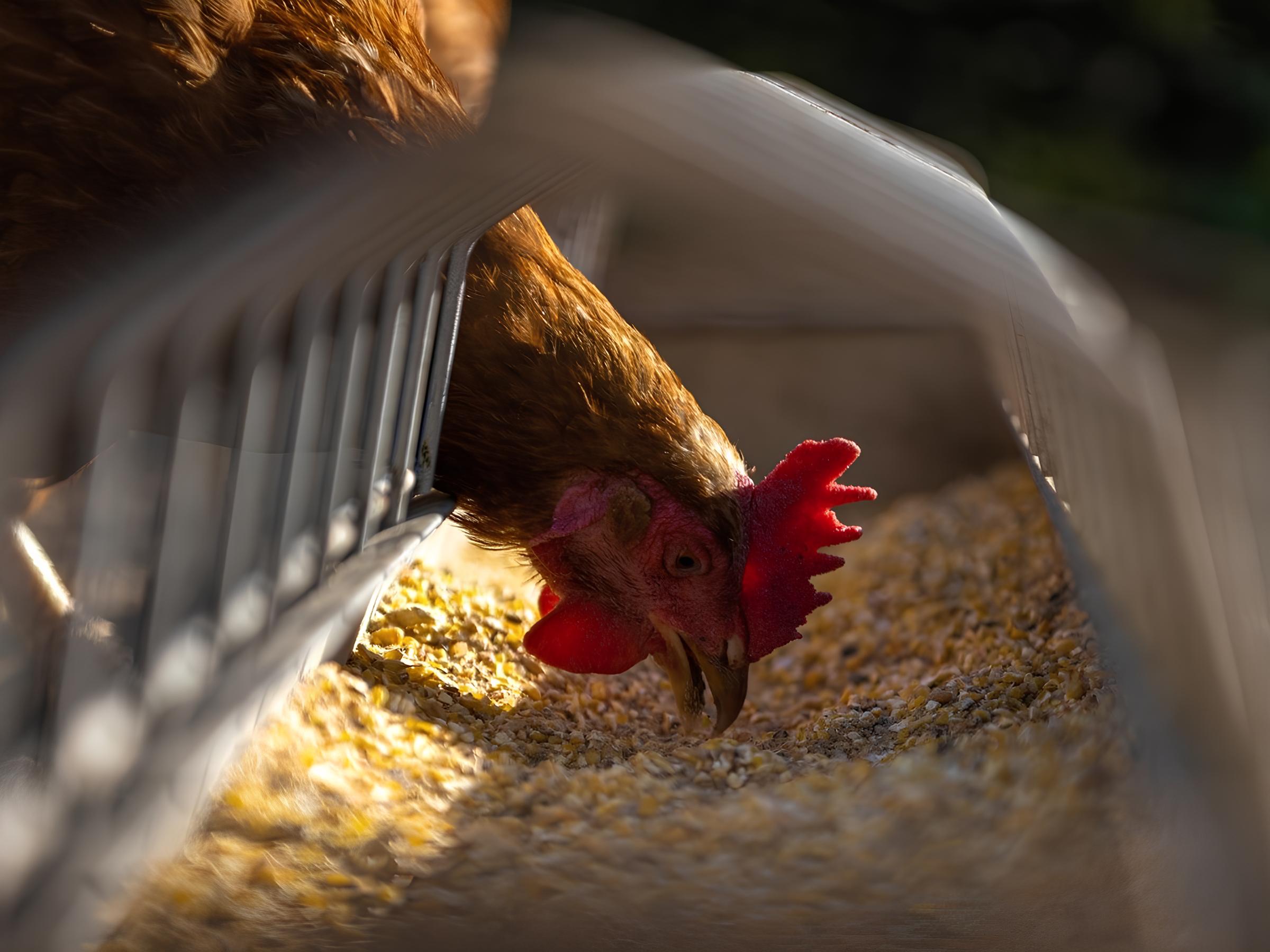 Granja da Região é Condenada por Prática Absurda: Justiça Revela Caso de Banhos Supervisionados em Empresas do Agronegócio 12 Granja da Regi o Condenada por Pr tica Absurda Justi a Revela Caso de Banhos Supervisionados em Empresas do Agroneg cio