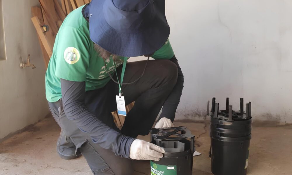 Hortol ndia Contra o Aedes Uma Batalha Silenciosa e Mortal