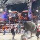 Milagre na Arena Como um Pe o Sobreviveu a um Arrast o de Touro no Rodeio de Hortol ndia