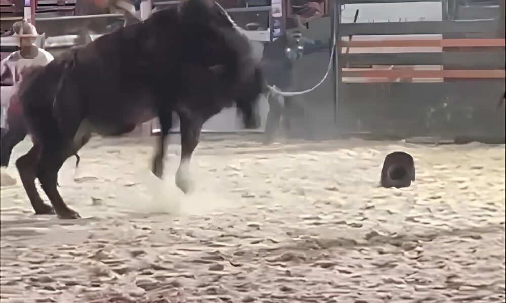 Momento de Horror em Arena de Rodeio Pe o Pisoteado por Touro e Cena Choca P blico