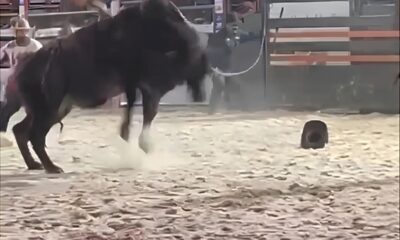 Momento de Horror em Arena de Rodeio Pe o Pisoteado por Touro e Cena Choca P blico