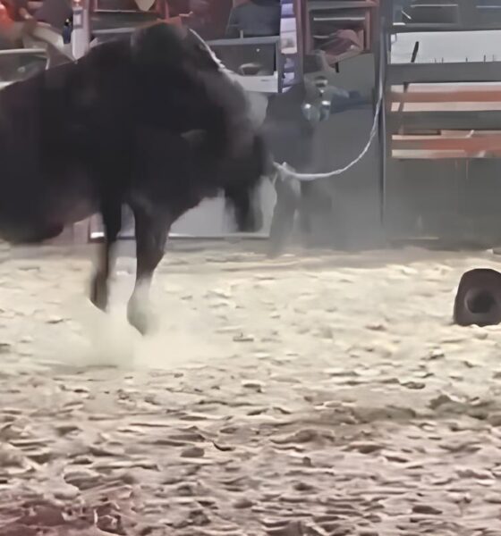 Momento de Horror em Arena de Rodeio: Peão é Pisoteado por Touro e Cena Choca Público 13 Momento de Horror em Arena de Rodeio Pe o Pisoteado por Touro e Cena Choca P blico