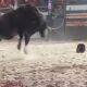 Momento de Horror em Arena de Rodeio Pe o Pisoteado por Touro e Cena Choca P blico