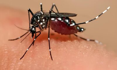 Mortes por Dengue em Nova Odessa Uma Trag dia Silenciosa que Assombra o Polo T xtil