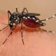 Mortes por Dengue em Nova Odessa Uma Trag dia Silenciosa que Assombra o Polo T xtil