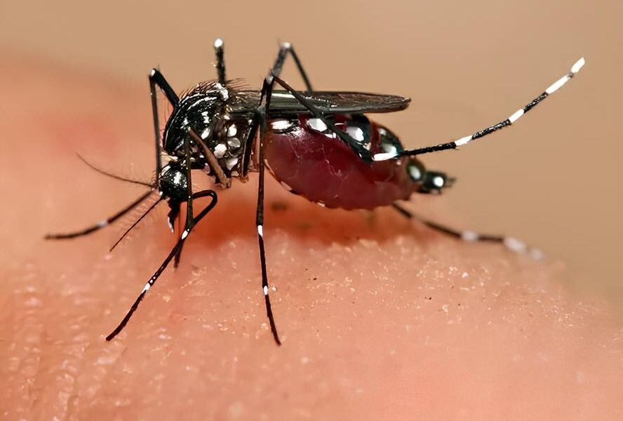 Mortes por Dengue em Nova Odessa Uma Trag dia Silenciosa que Assombra o Polo T xtil