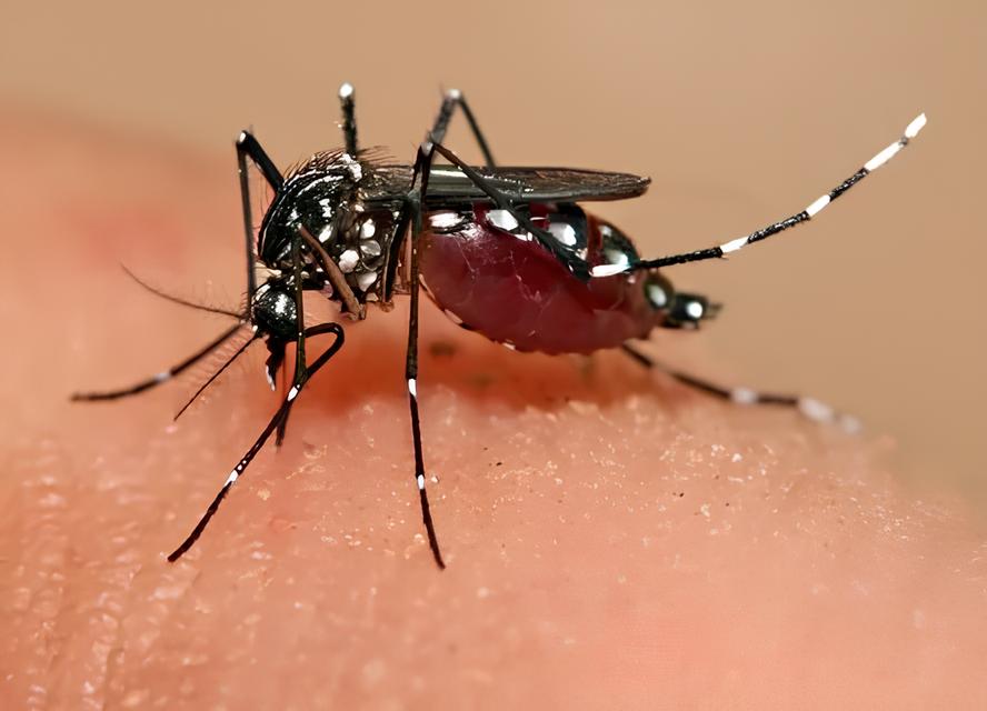 Mortes por Dengue em Nova Odessa: Uma Tragédia Silenciosa que Assombra o Polo Têxtil 12