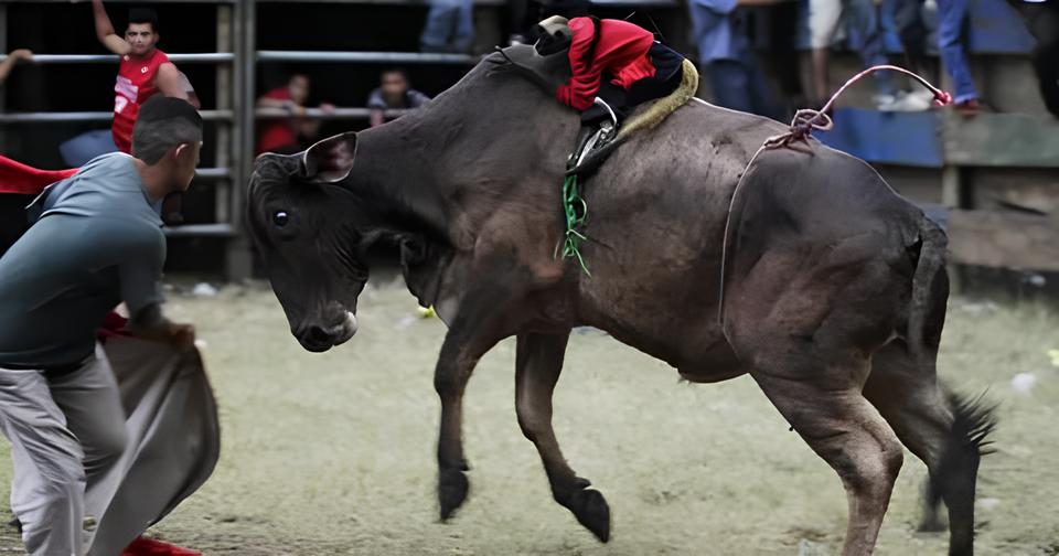 O Drama na Arena: Peão de 20 Anos Sobrevive a Acidente em Festa do Peão de Hortolândia 12 O Drama na Arena Pe o de 20 Anos Sobrevive a Acidente em Festa do Pe o de Hortol ndia