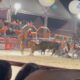 O Momento que Paralisou o Rodeio Pe o Arrastado por Touro em Hortol ndia Revela Drama Resili ncia e Reflex es Sobre Esportes de Risco