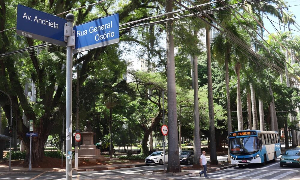 Poda de rvores no Centro Como uma Simples Interven o Pode Revelar o Futuro da Cidade