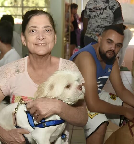 Por Que Hortolândia Está Revolucionando o Bem-Estar Animal com Mutirões de Castração Gratuita? 13 Por Que Hortol ndia Est Revolucionando o Bem Estar Animal com Mutir es de Castra o Gratuita