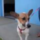 C es e Gatos em Foco Como Hortol ndia Est Transformando o Futuro dos Animais de Estima o