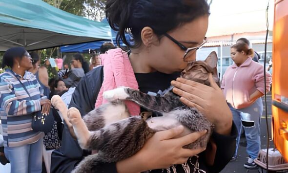 Campinas Em A o 1 600 Vagas Abertas Para Castra o Gratuita de C es e Gatos na Regi o do Oziel