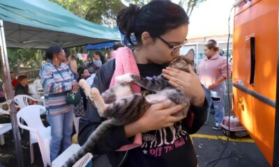 Castra o e Microchipagem Gratuitas Como 1 600 Animais de Campinas Est o Prestes a Mudar de Vida