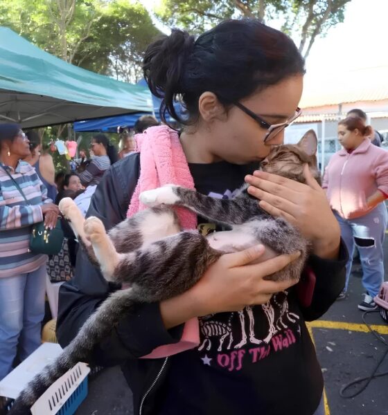 Castra o e Microchipagem Gratuitas Como 1 600 Animais de Campinas Est o Prestes a Mudar de Vida
