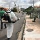 Como Hortol ndia Combate o Aedes aegypti Uma Luta Silenciosa que Salva Vidas